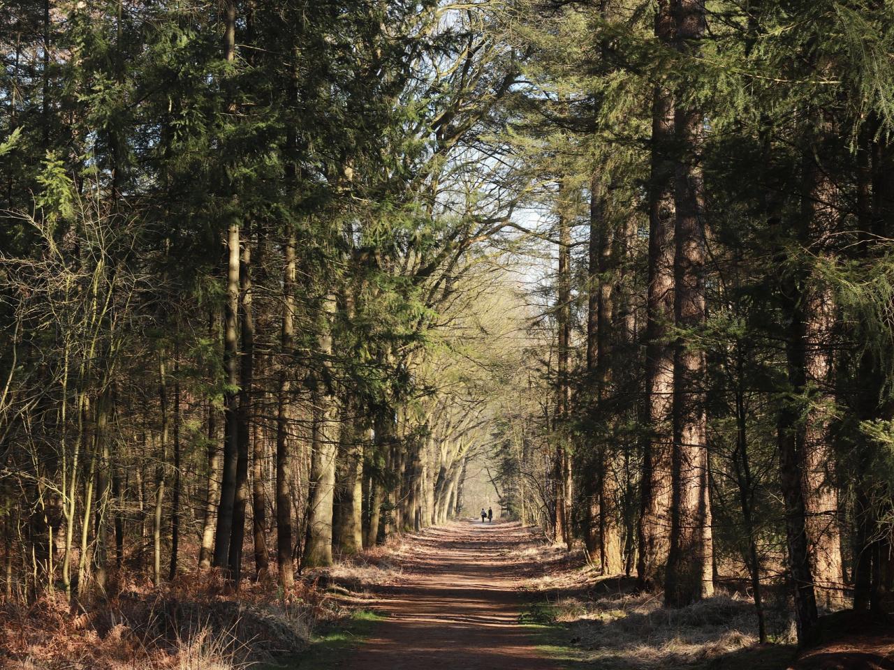 Twee mensen wandelen door het Mastbos bij Breda